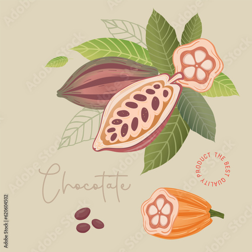 Cocoa bean illustration. Vintage style design template. chocolate cocoa beans. Vector illustration