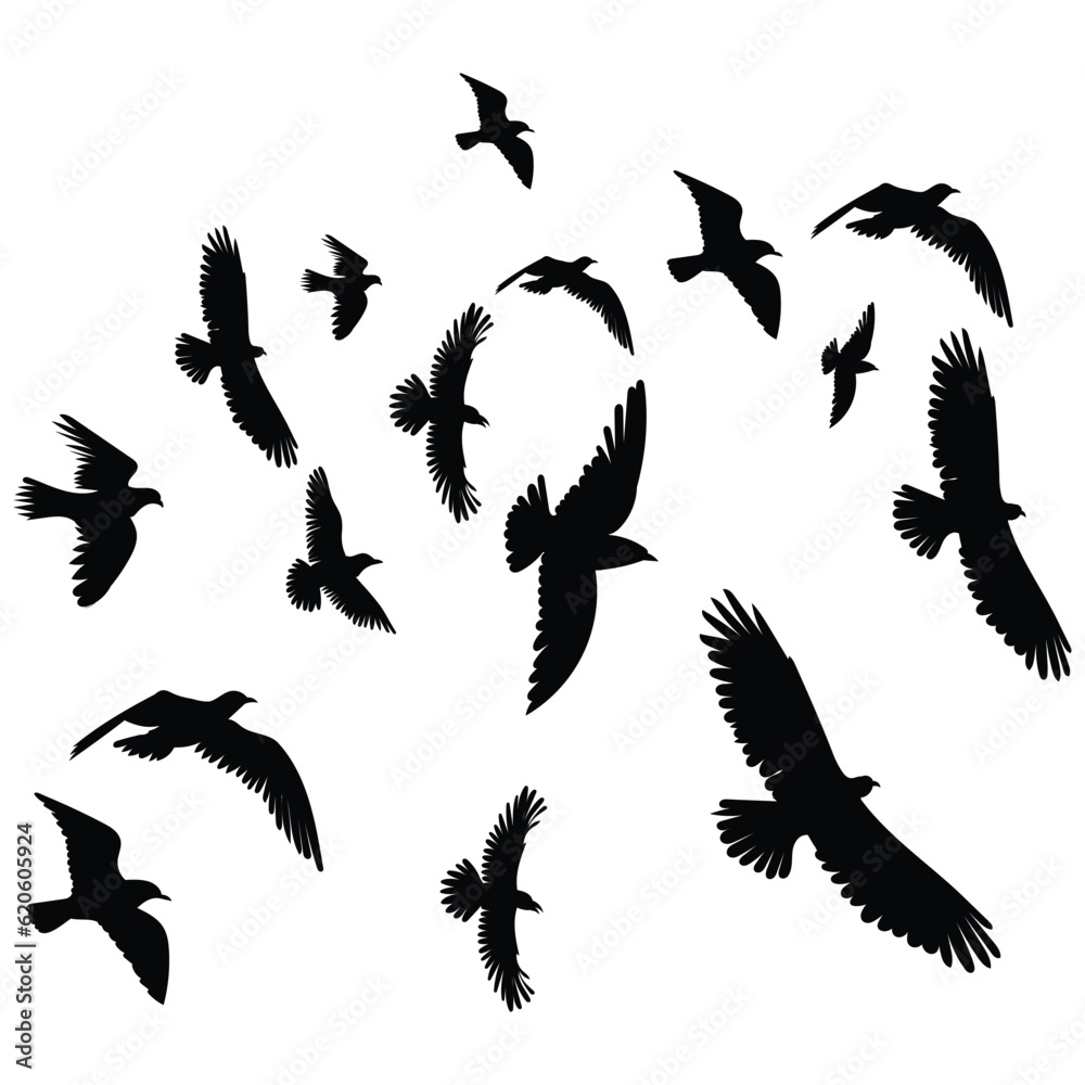 Obraz premium flock of birds