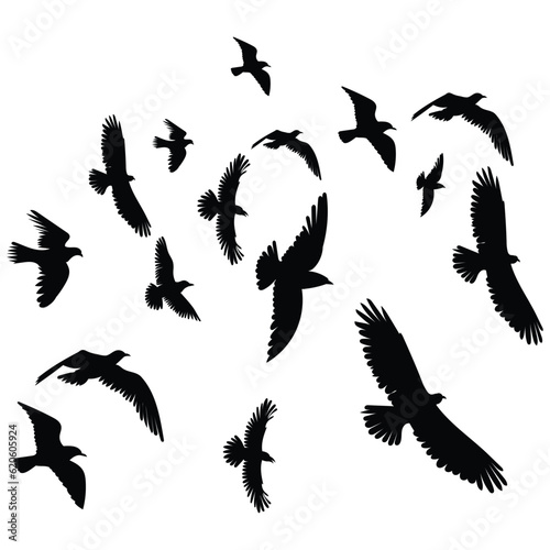 flock of birds