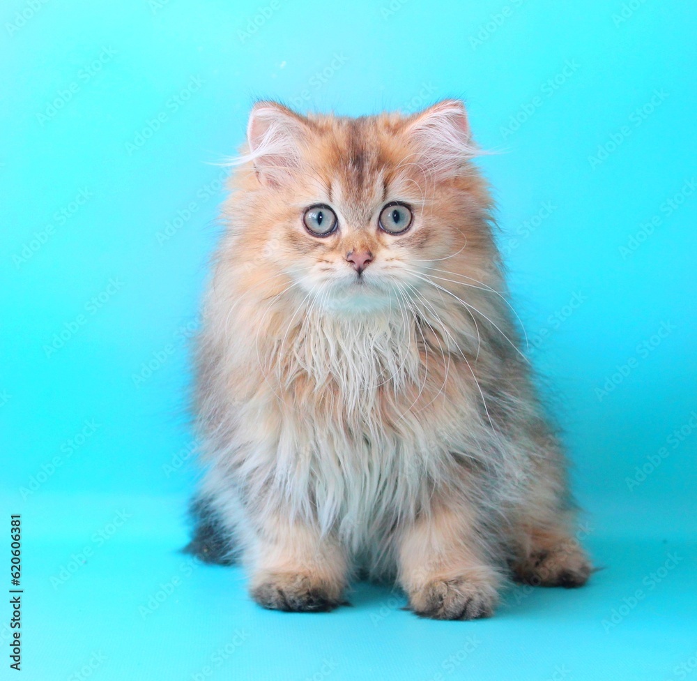 blue,turquoise,background,red,fluffy.pet,cat,cute.funny.wool,painting,beauty,animal,mammal