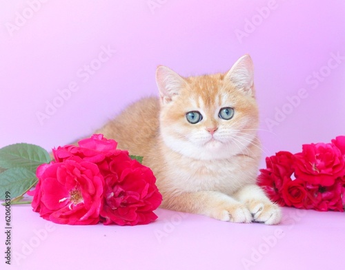 beautiful,fluffy,kitten,pet,pink,red,background,flowers,bouquet,roses,picture,cute,funny © Марина Новикова