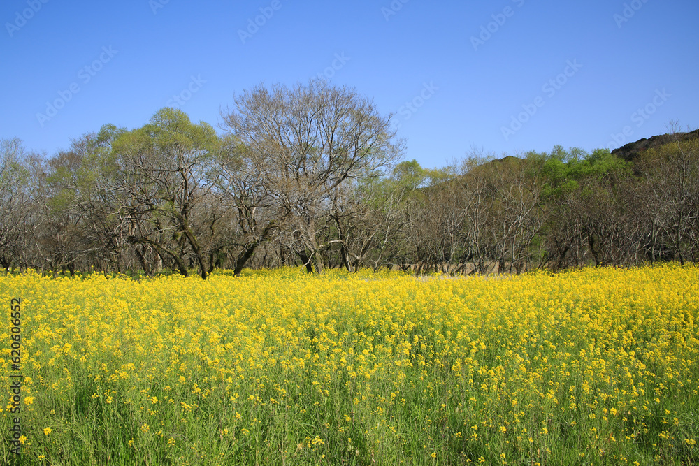 高知県四万十市　四万十川菜の花の森