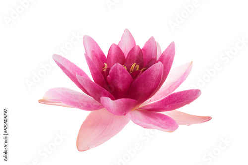 Lotus or water lily flower isolated on white background