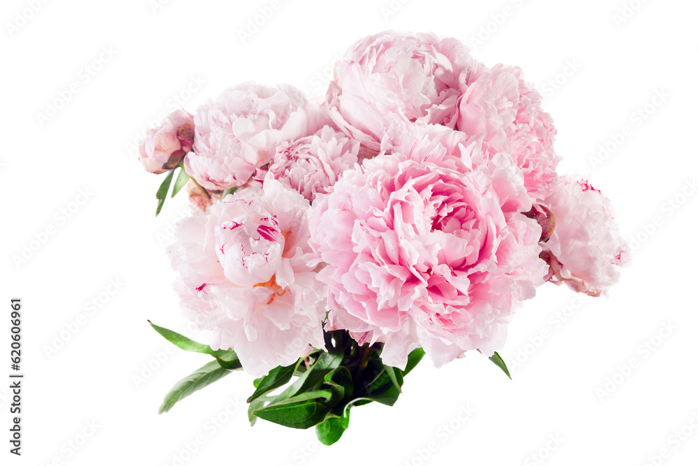 Pink peony flower isolated on white background