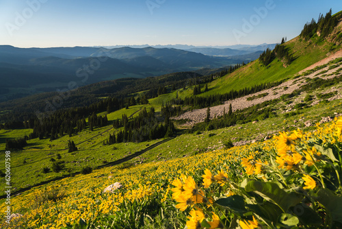 Wildflowers in the Bridger Mountains photo