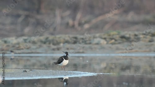 The lapwing flies away from the wetlands (Vanellus vanellus) photo