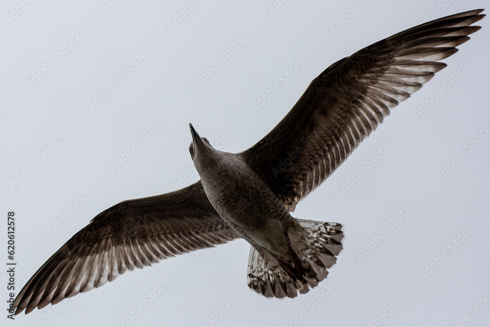 Obraz premium seagull in flight