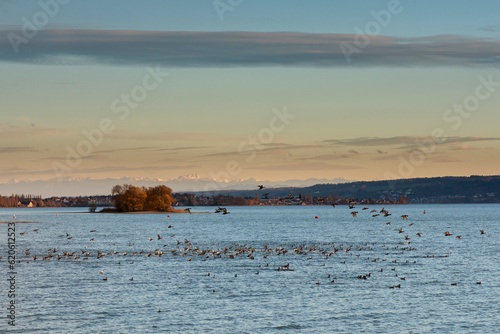 Blick auf die Liebesinsel im Bodensee im Winter mit Entenschwarm auf dem Wasser