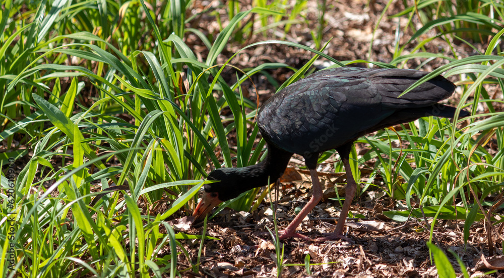 Naklejka premium Photograph of a Bare-faced ibis.
