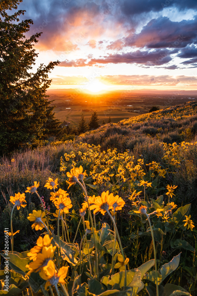 Wildflower Sunset in Bozeman, Montana