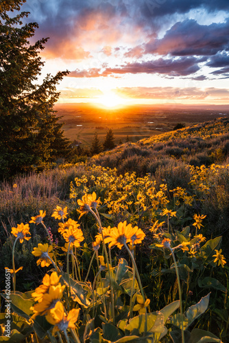 Wildflower Sunset in Bozeman, Montana photo