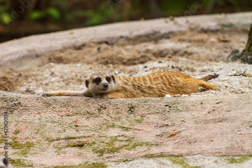 A photo of a meerkat also known as suricate in captive setting photo