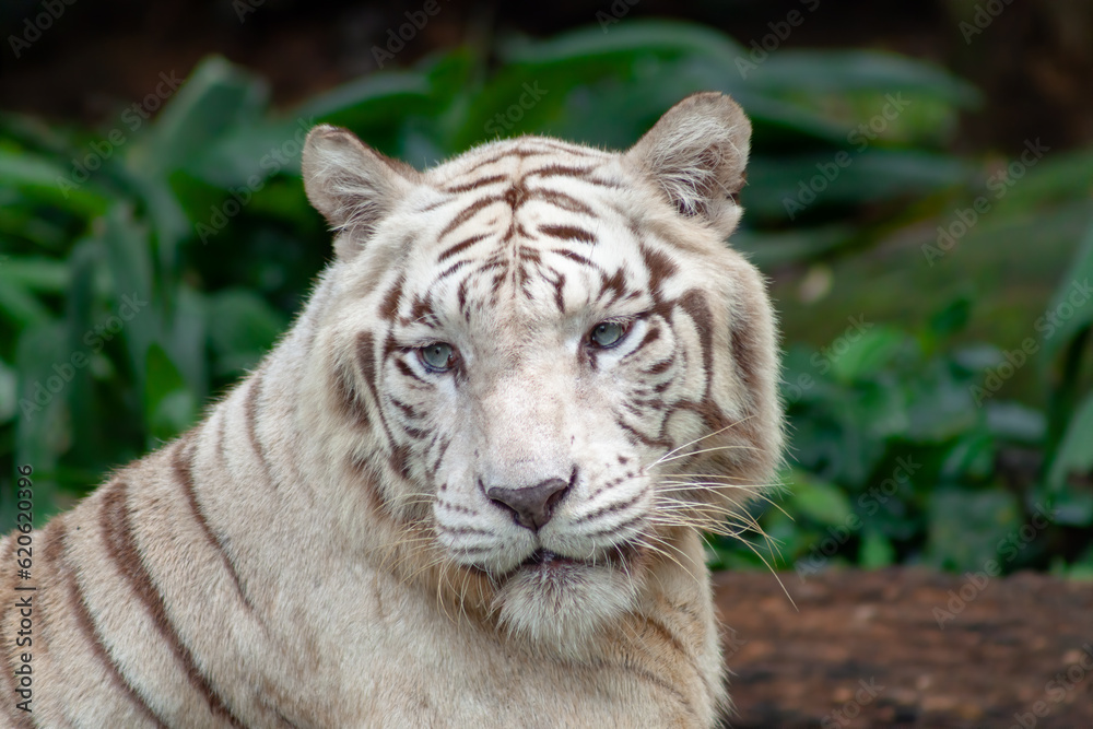 A photo of a white tiger in captive setting A photo of a white tiger in captive setting