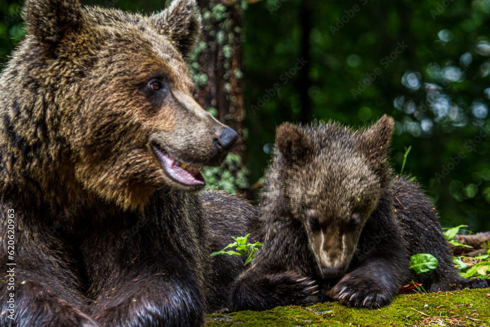 Fototapeta premium Bear with cubs on the Transfagarasan in Romania