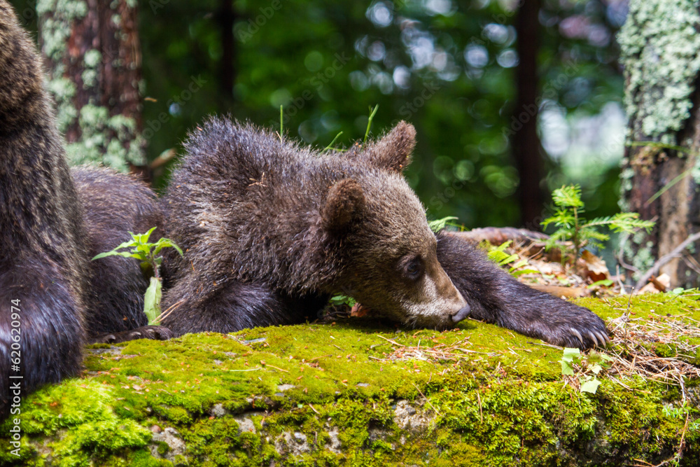 Fototapeta premium Young bear