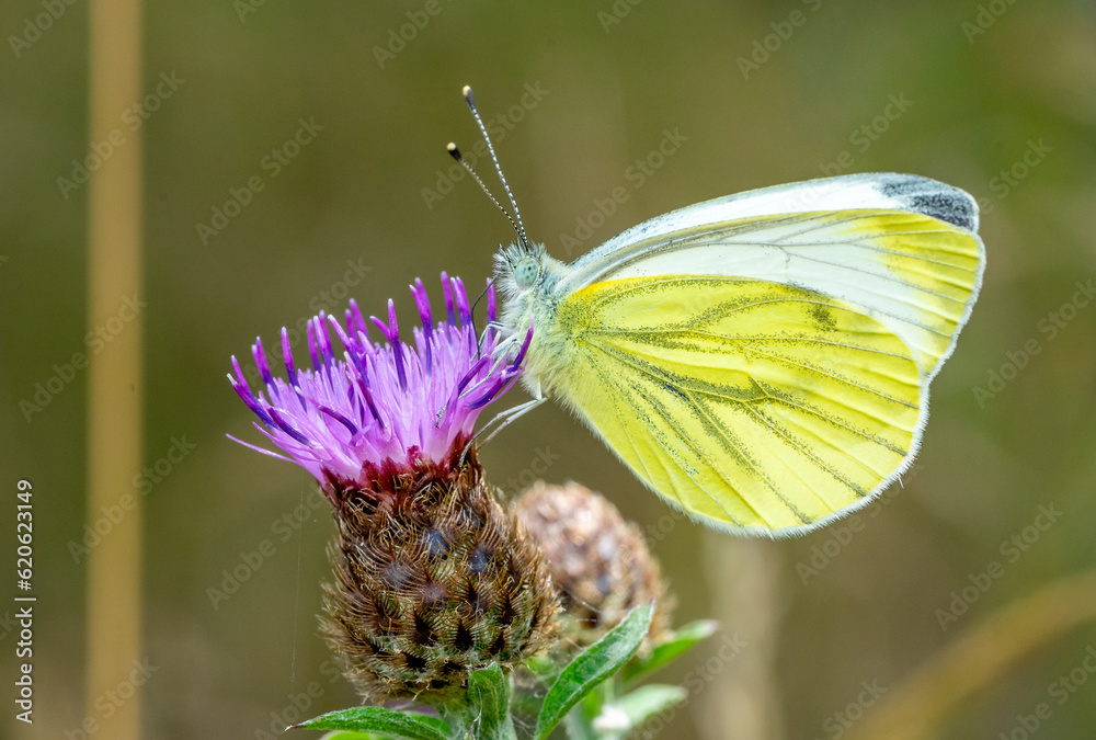 Gonepteryx rhamni butterfly on a thistle Gonepteryx rhamni butterfly on a thistle