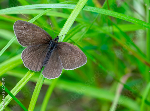 Aphantopus hyperantus butterfly on the grass photo