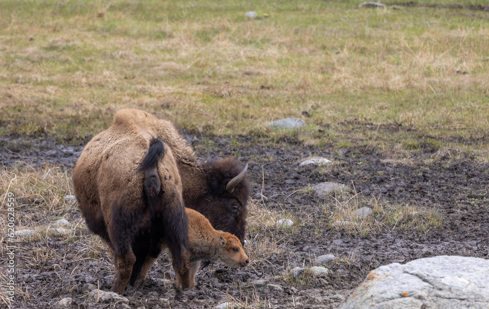 Fototapeta premium Bison Cow and Her Calf in Yellowstone National Park Wyoming
