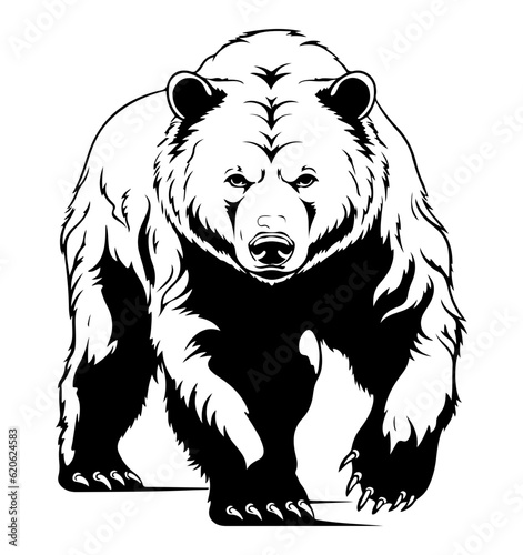 bear illustration