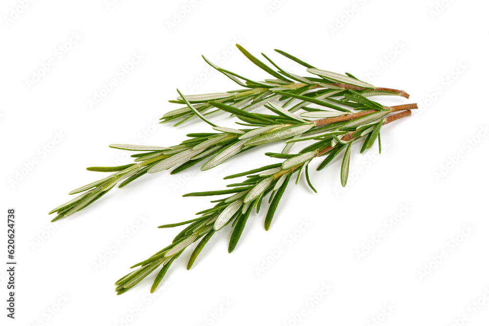 Twig of rosemary, isolated on white background. Twig of rosemary, isolated on white background.