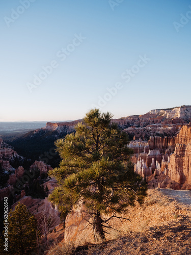 Lone Limber Pine tree at RIm Trail of Bryce Canyon National Park, Utah, USA during sun rise, blue sky with copy space