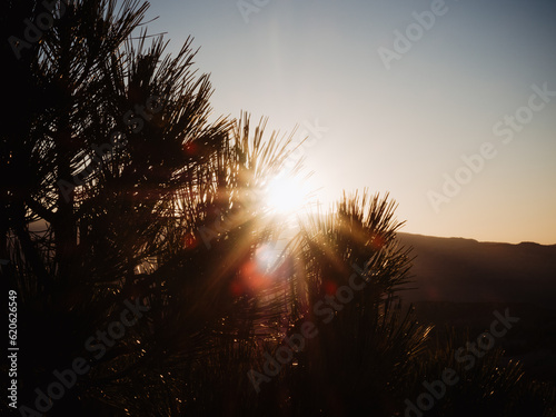 Contre-jour backlight shot of sun rising through Pine tree with lens flares taken at RIm Trail of Bryce Canyon National Park, Utah