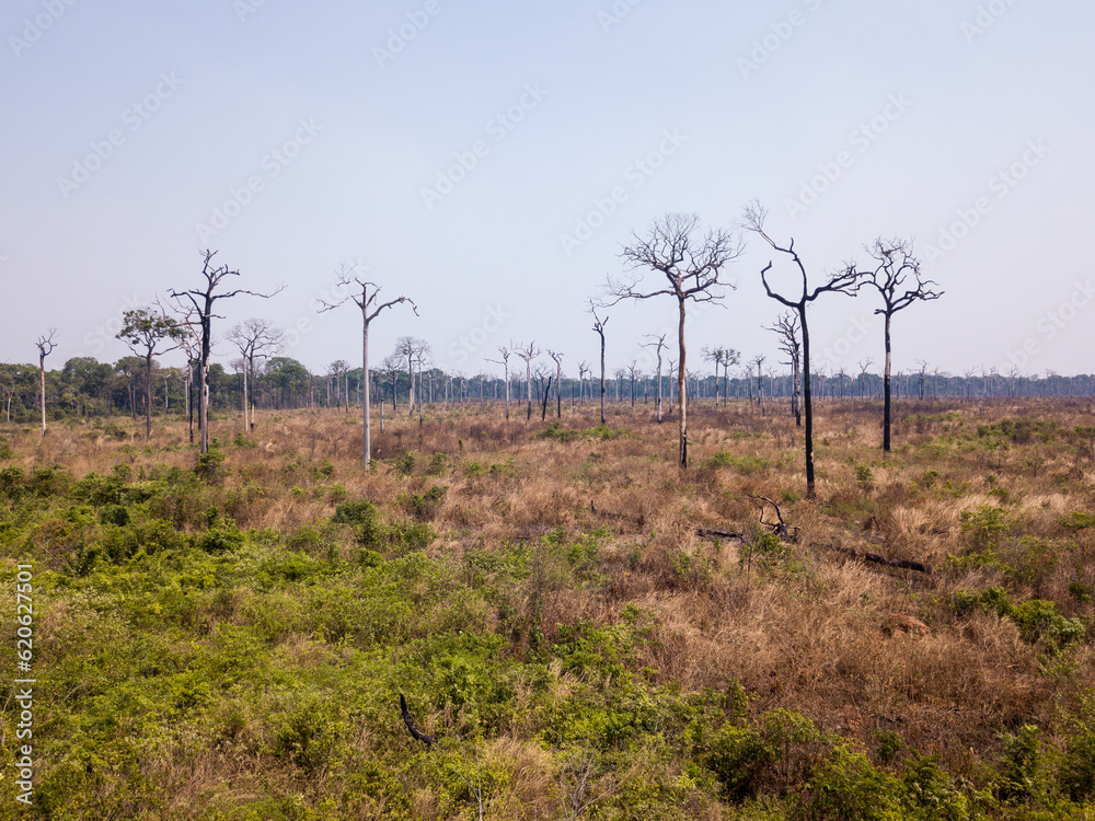 Aerial view of illegal deforestation in Amazon rainforest. Forest trees destroyed to open land for cattle and agriculture. Mato Grosso, Brazil. Concept of environment, ecology, climate change, global Aerial view of illegal deforestation in Amazon rainforest. Forest trees destroyed to open land for cattle and agriculture. Mato Grosso, Brazil. Concept of environment, ecology, climate change, global