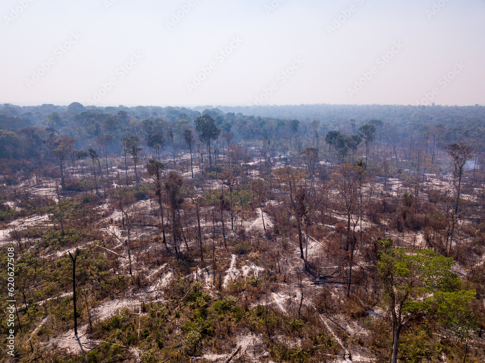 Trees on fire with smoke in illegal deforestation in the Amazon Rainforest to open land for agriculture and cattle. Concept of co2, environment, ecology, climate change and global warming. Brazil.