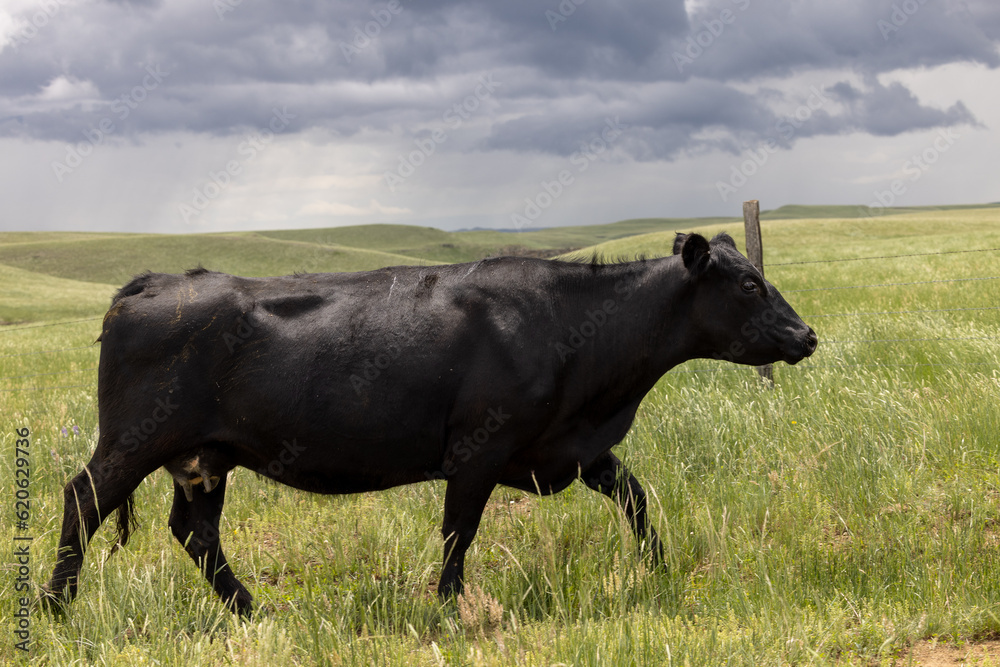 Montana Cow