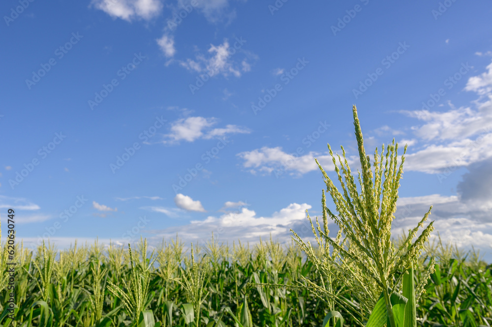 Fototapeta premium A green corn field with corn flowers Rural agriculture with corn field against bright blue sky background.
