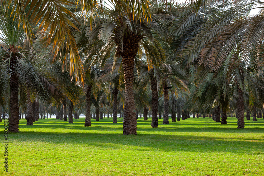 Orchard with palm date trees with green garden in Dubai Sharjah, UAE