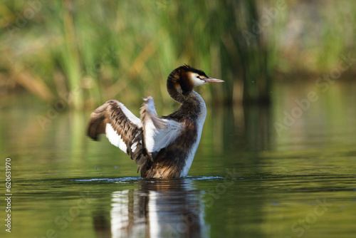 Photos Grebe with spread wings