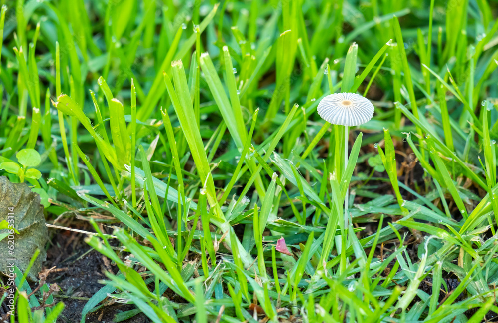A closeup shot of a Parasola plicatilis mushroom among the grasses with droplets of water on natural blurred background A closeup shot of a Parasola plicatilis mushroom among the grasses with droplets of water on natural blurred background