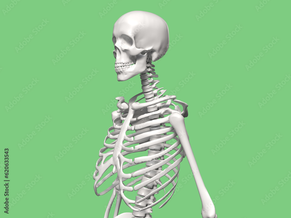 Skeleton Upper Part In White Background