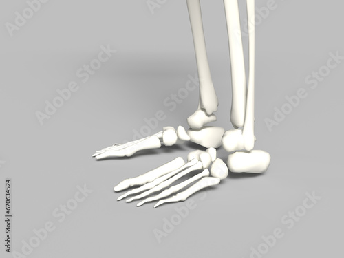 Skeleton Leg In White Background