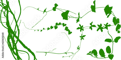 Plant flower, Vine Liana ivy plant bush nature jungle rainforest.