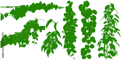 Plant flower, Vine Liana ivy plant bush nature jungle rainforest.