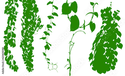 Plant flower, Vine Liana ivy plant bush nature jungle rainforest.