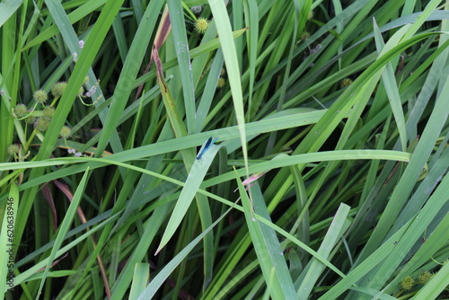 A bug on a blade of grass