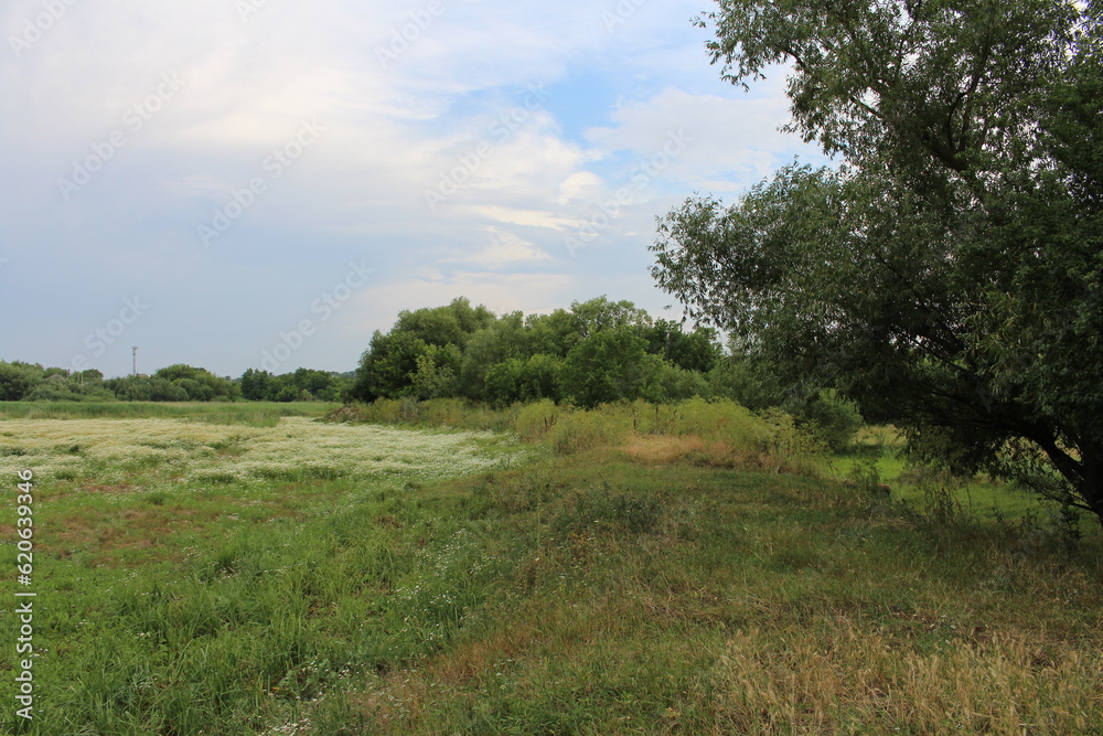 A field of grass and trees