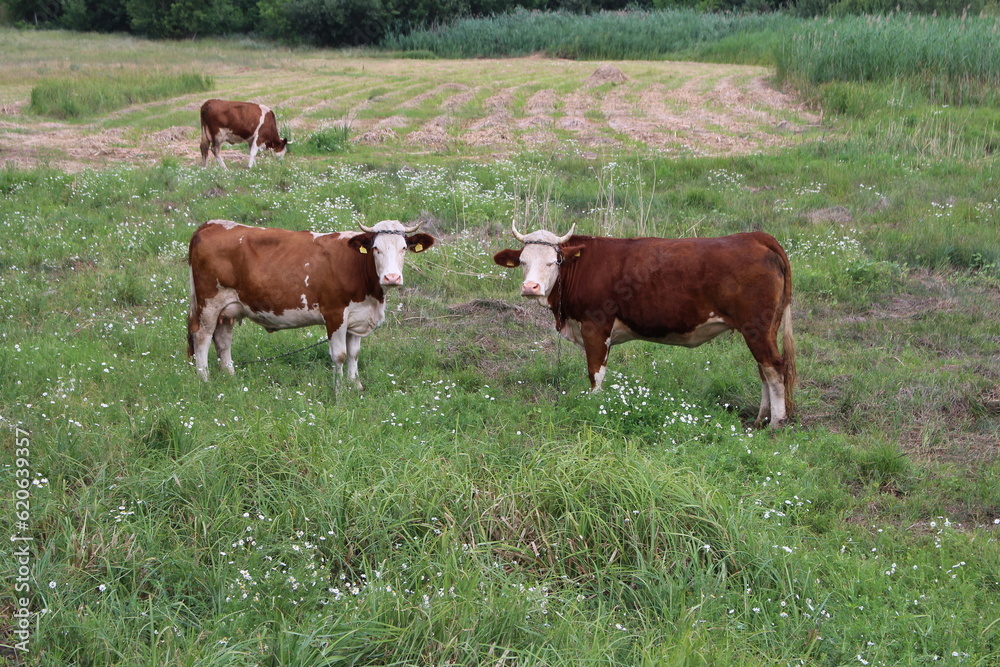 Cows in a field with cows