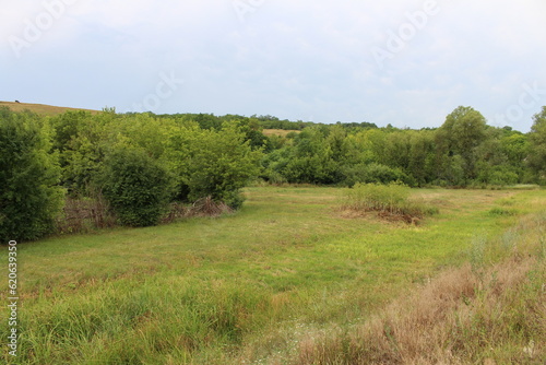 A field of grass and trees