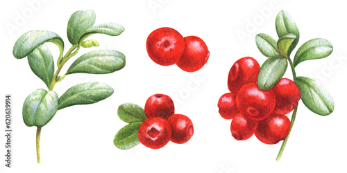 Watercolor set of illustration with cowberries