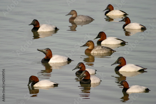 Redhead Ducks
