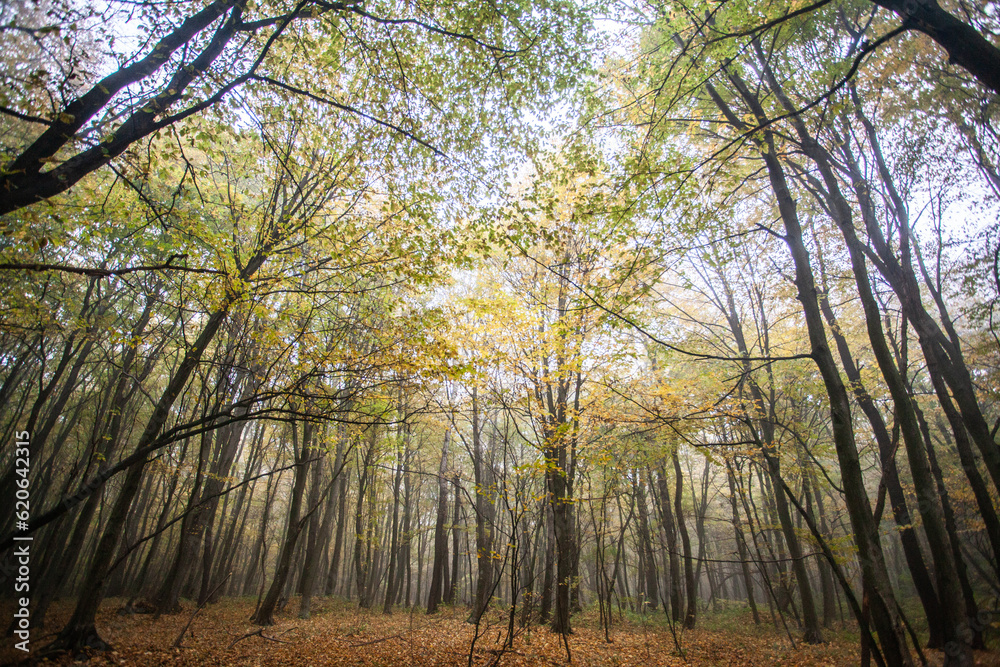 Autumn forest. Morning light. Fog in the forest Autumn forest. Morning light. Fog in the forest