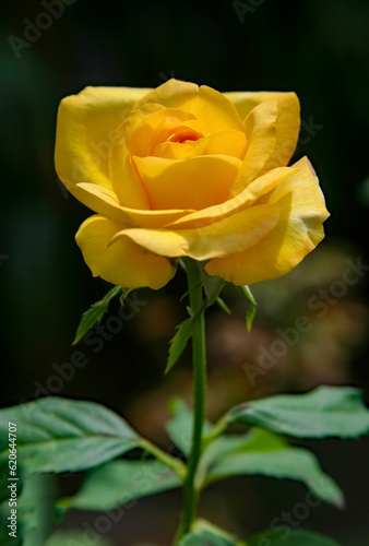 Single Yellow Rose