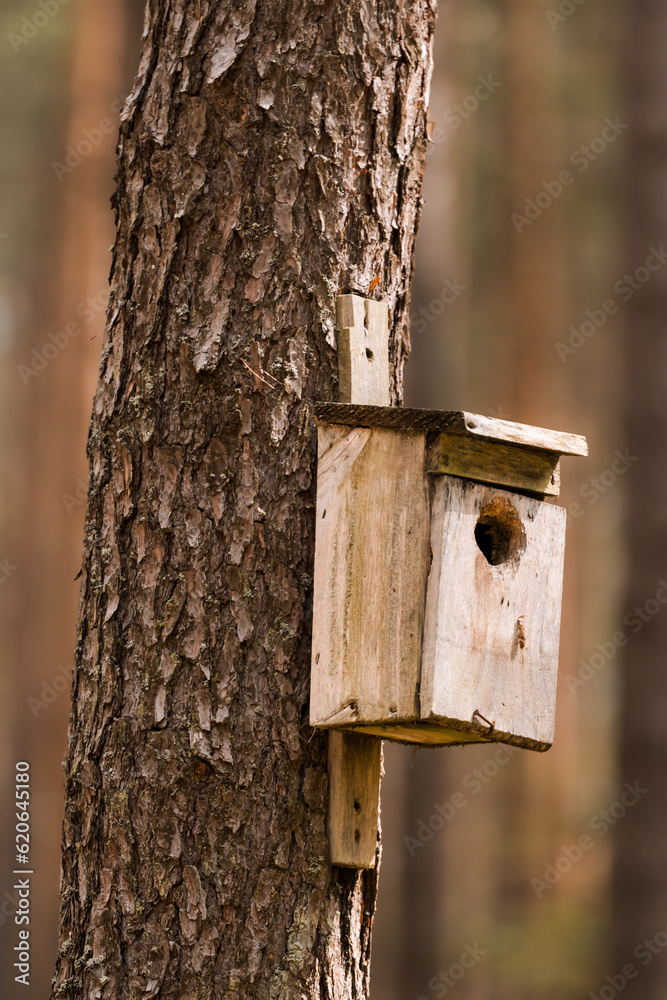 domek dla ptaków na drzewie w lesie