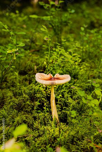 piękny grzyb rosnący w lesie
