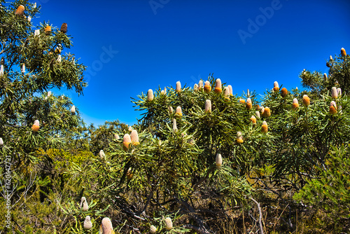 An acorn banksia or orange banksia (banksia prionotes), with large flower spikes. Endemic to the southwest of Western Australia, in Badgingarra National Park
 photo