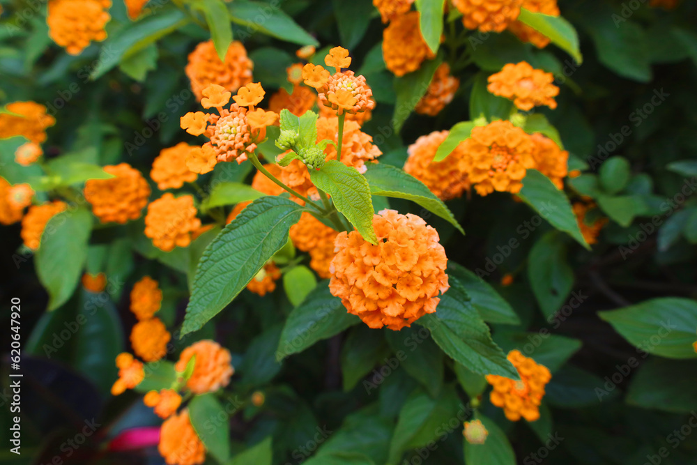 Orange Blume Orange Blume